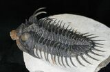 Large Spiny Comura Trilobite - Awesome Eyes! #11927-5